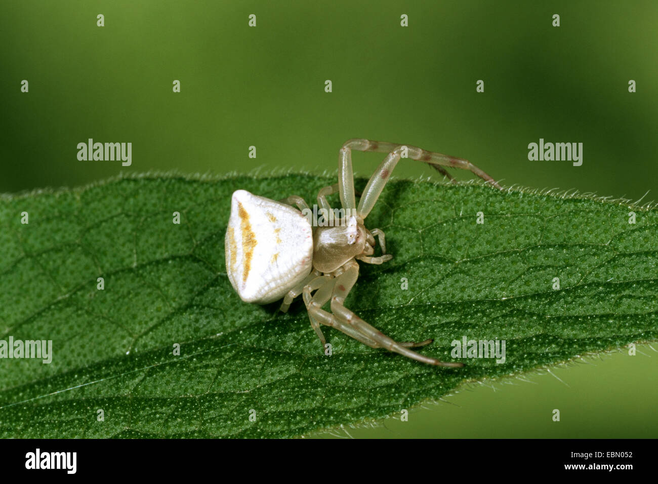 Crab spider (Thomisus onustus), on a leaf, Germany Stock Photo