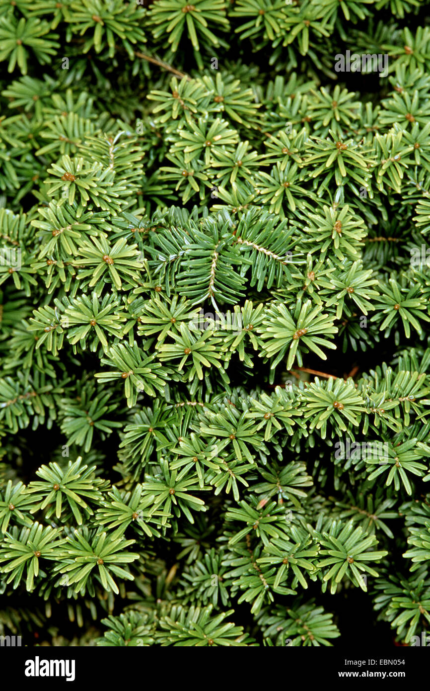 balsam fir (Abies balsamea), branches Stock Photo