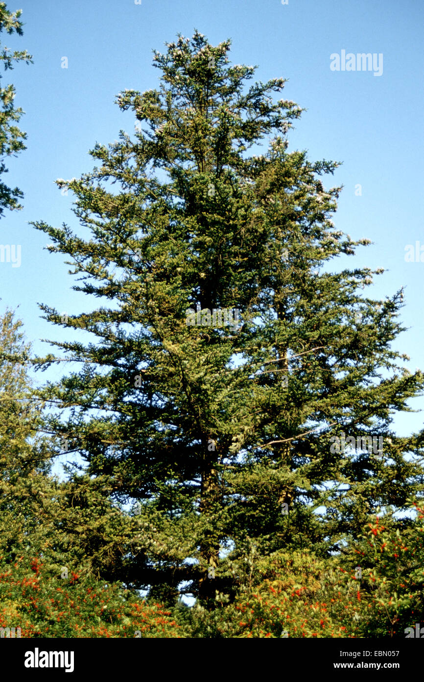 nikko fir (Abies homolepis), single tree Stock Photo