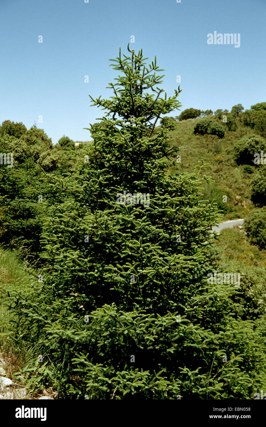 Spanish fir (Abies pinsapo), wild form in Spanish mountains, Spain Stock Photo
