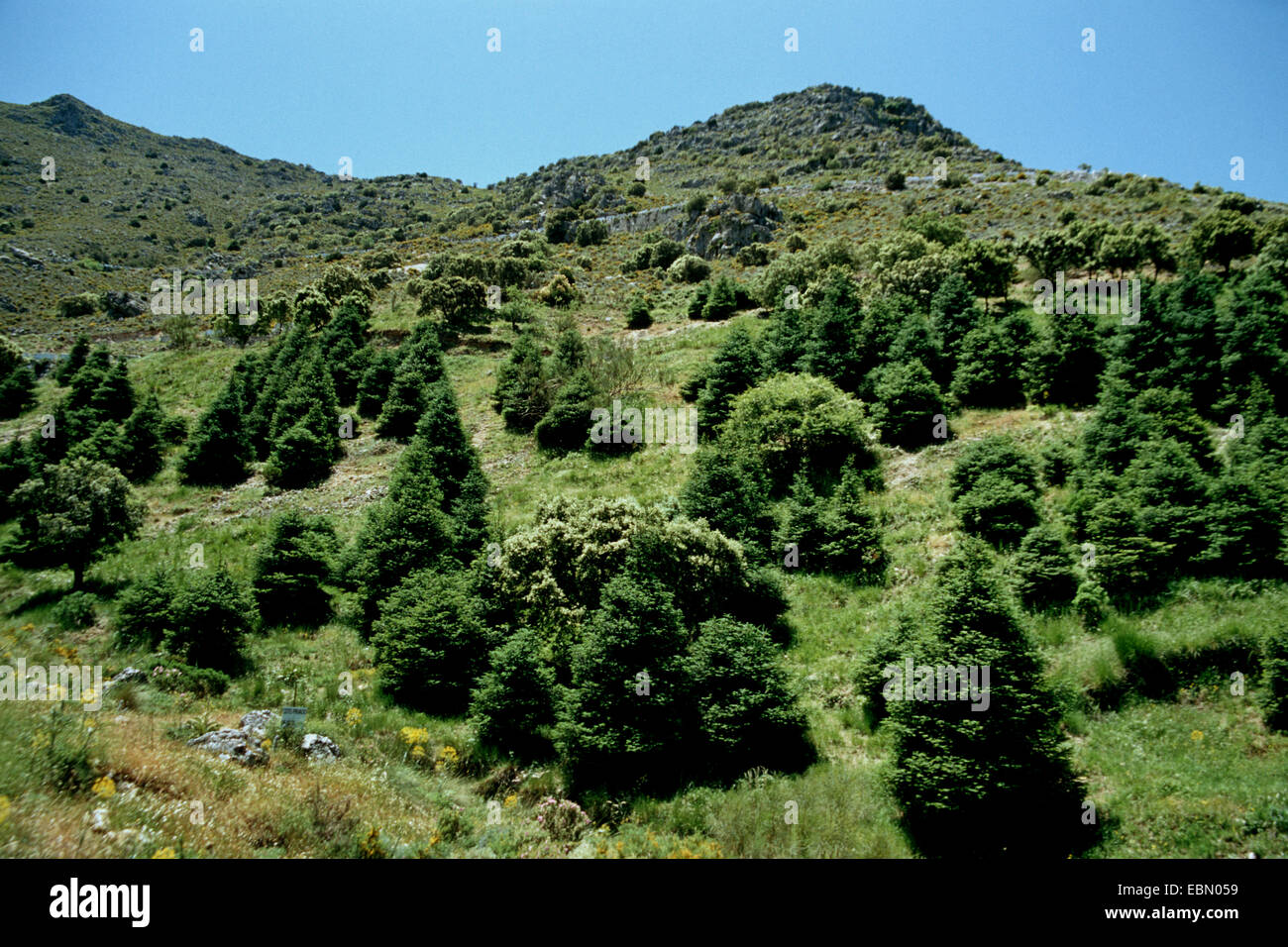 Spanish fir (Abies pinsapo), wild form in Spanish mountains, Spain Stock Photo