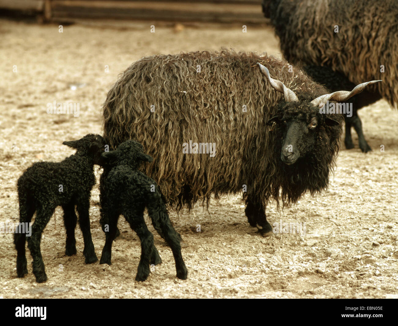 Racka, Racka sheep (Ovis ammon f. aries), Female with two lambs Stock Photo