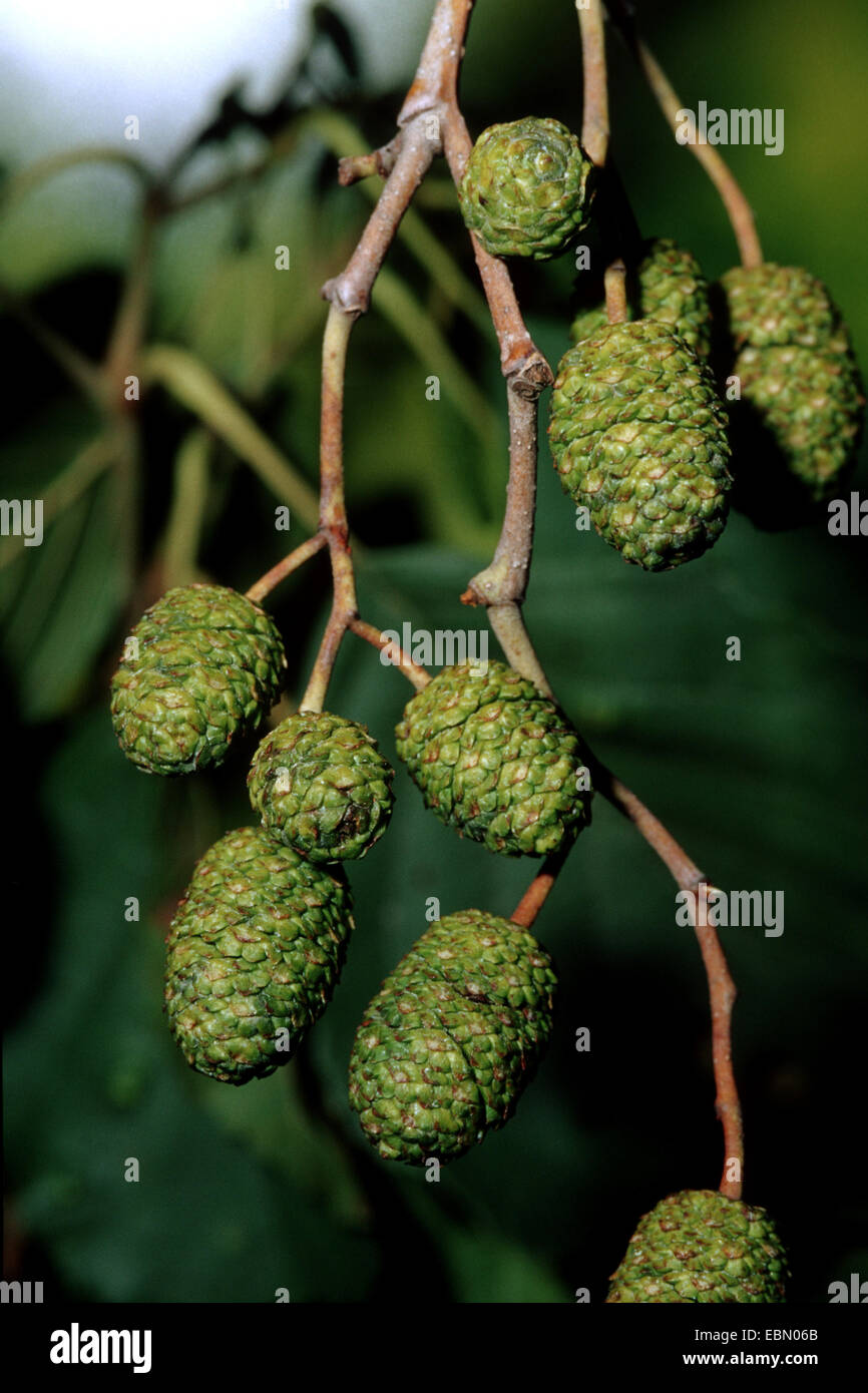 common alder, black alder, European alder (Alnus glutinosa), immature ...