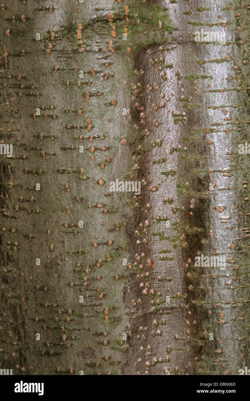 grey alder, hoary alder, speckled alder (Alnus incana), bark Stock