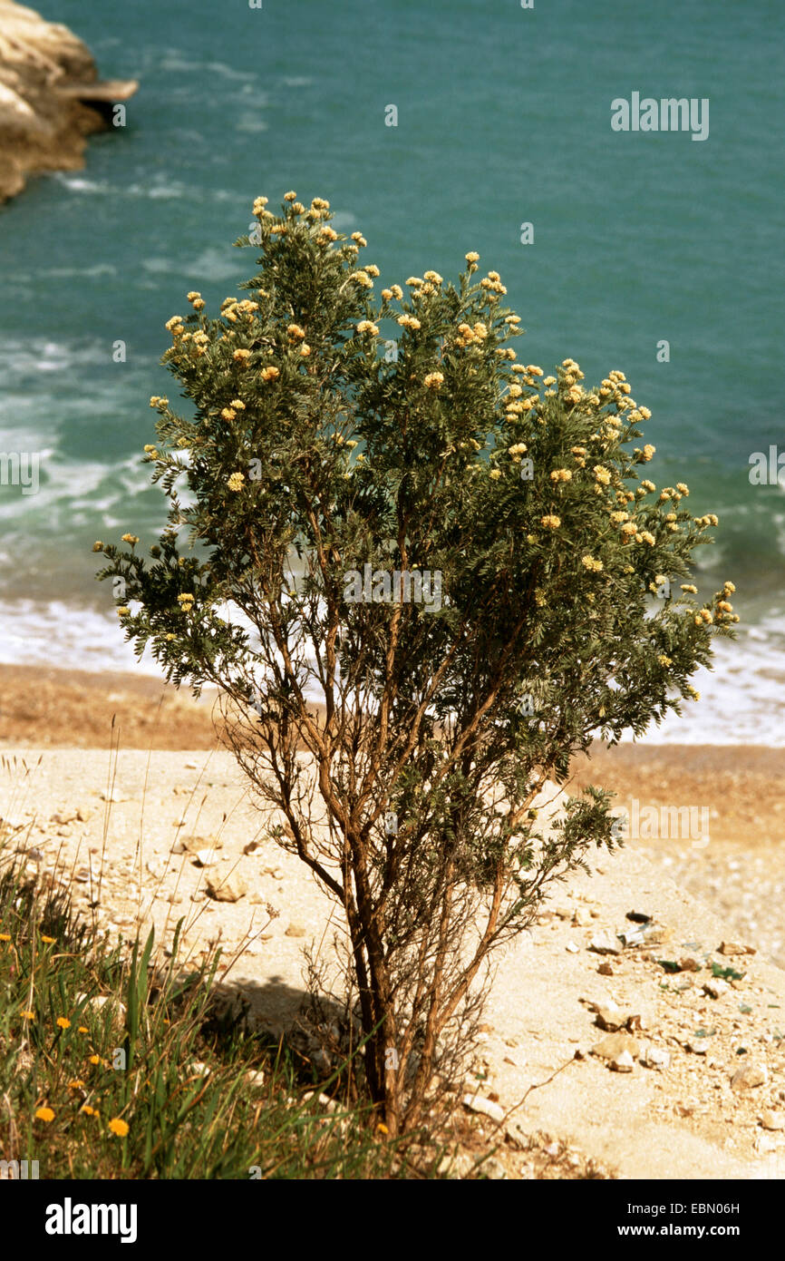 Jupiter's beard, silverbush (Anthyllis barba-jovis), blooming at the coast Stock Photo