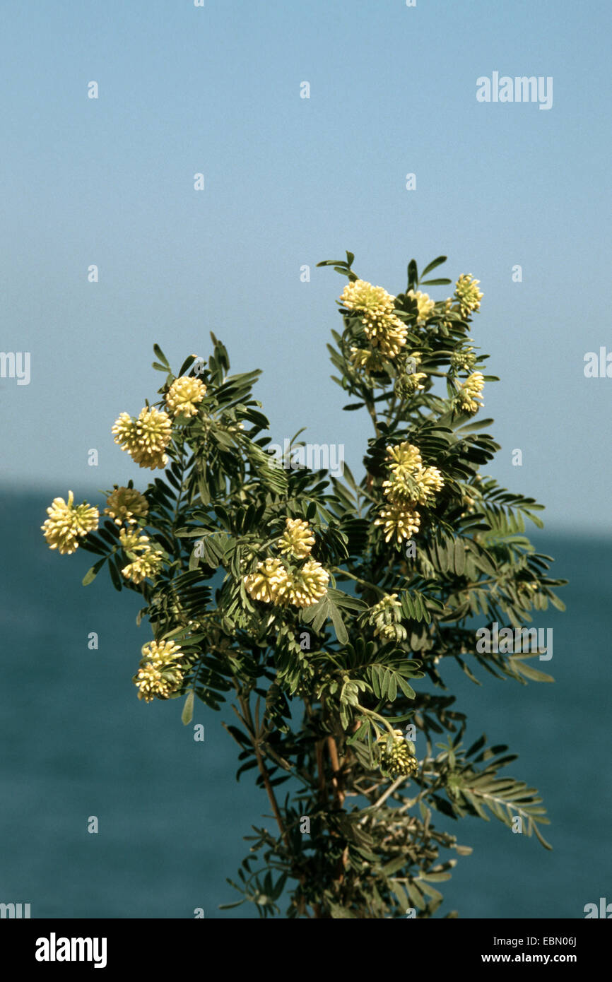 Jupiter's beard, silverbush (Anthyllis barba-jovis), blooming at the coast Stock Photo