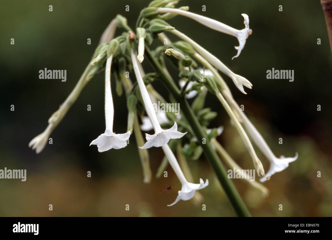 Woodland Tobacco, South American Tobacco (Nicotiana sylvestris), blooming Stock Photo