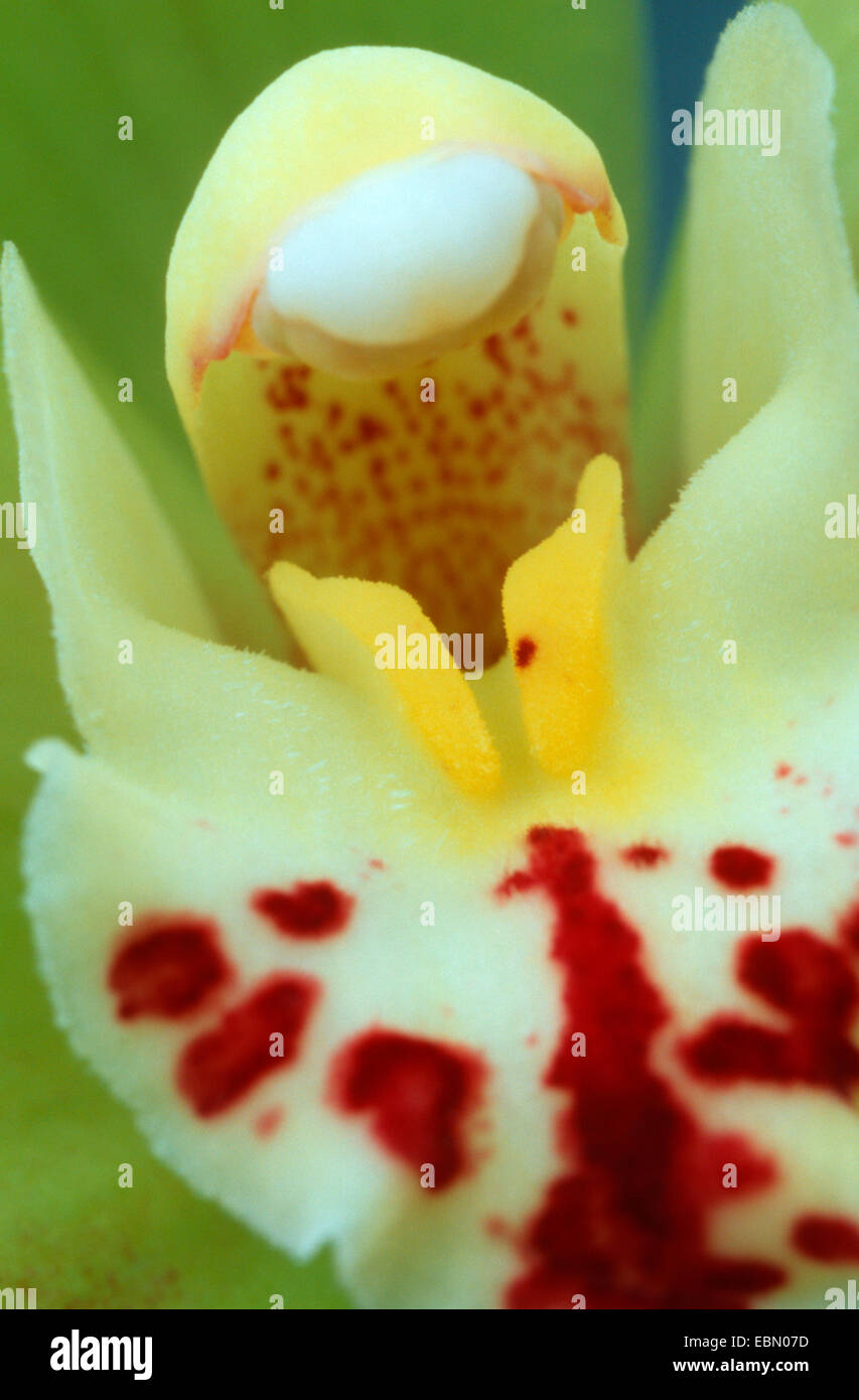 cymbidium orchid, hybrid (Cymbidium tracyanum), Pollinium Stock Photo