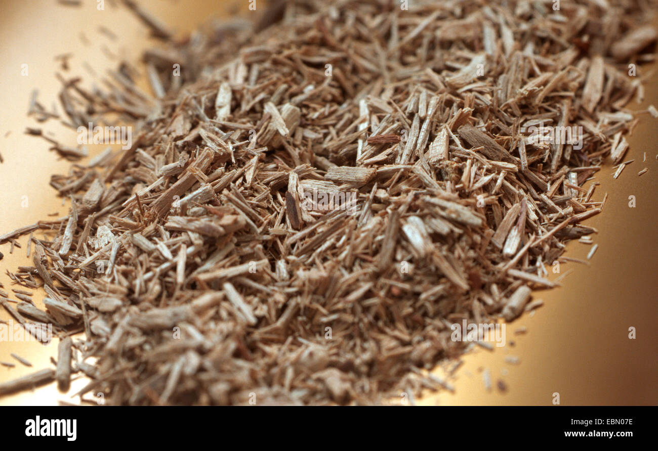 sassafras (Sassafras albidum), cut bark Stock Photo