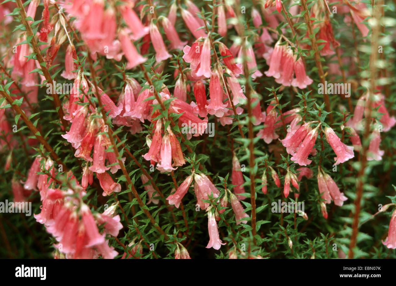 Epacris hybrid (Epacris 'Diadem', Epacris Diadem), blooming Stock Photo