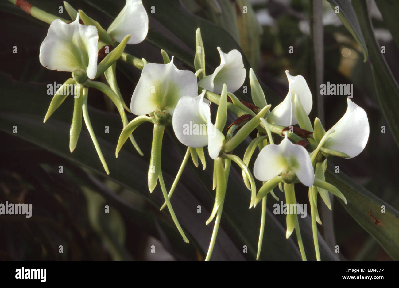 Angraecum eburneum (Angraecum eburneum), blooming Stock Photo