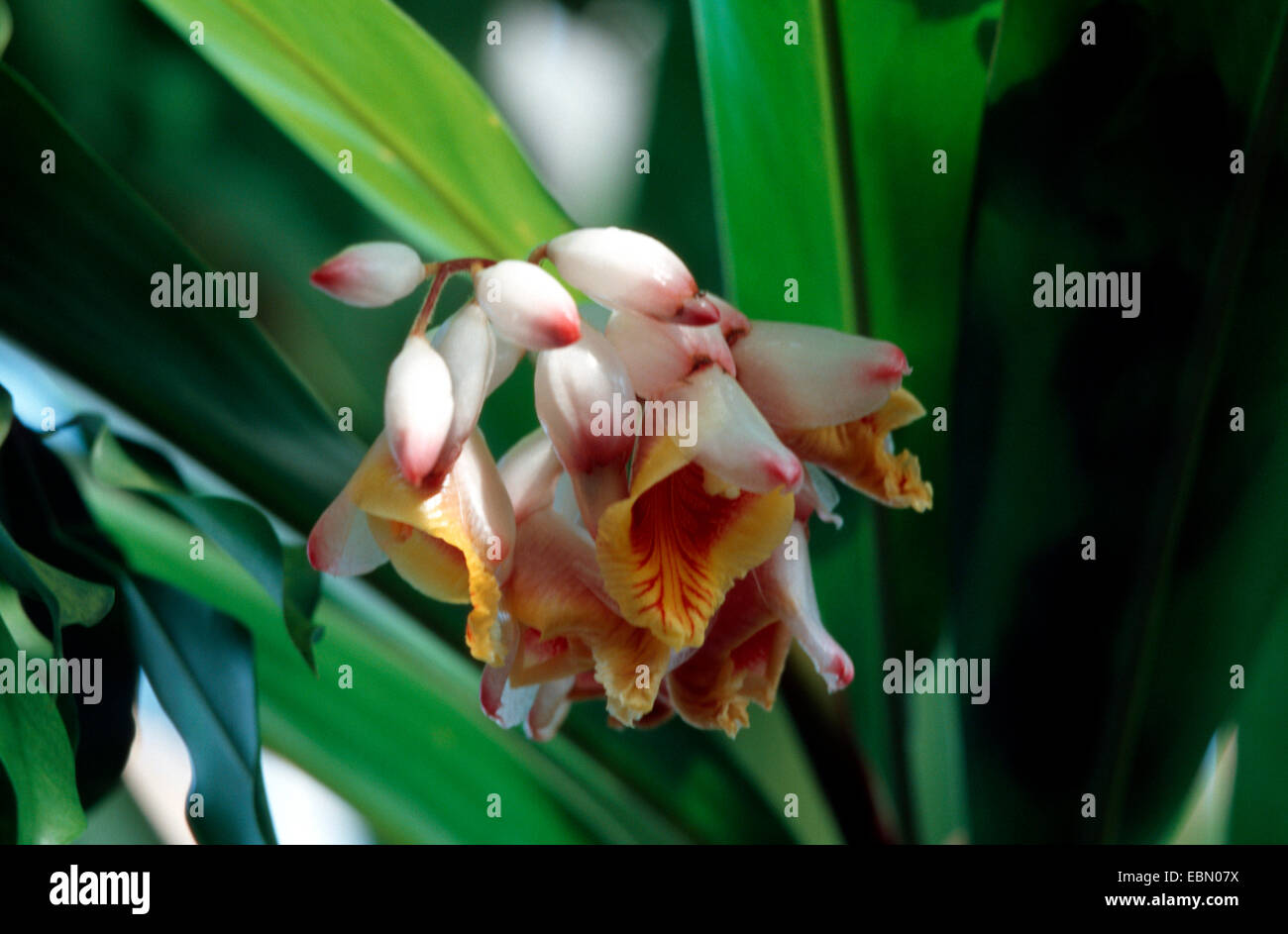 Shell Ginger, Light galangal, Pink porcelain lily, Shell flower, Variegated ginger, Butterfly ginger (Alpinia zerumbet), inflorescence Stock Photo