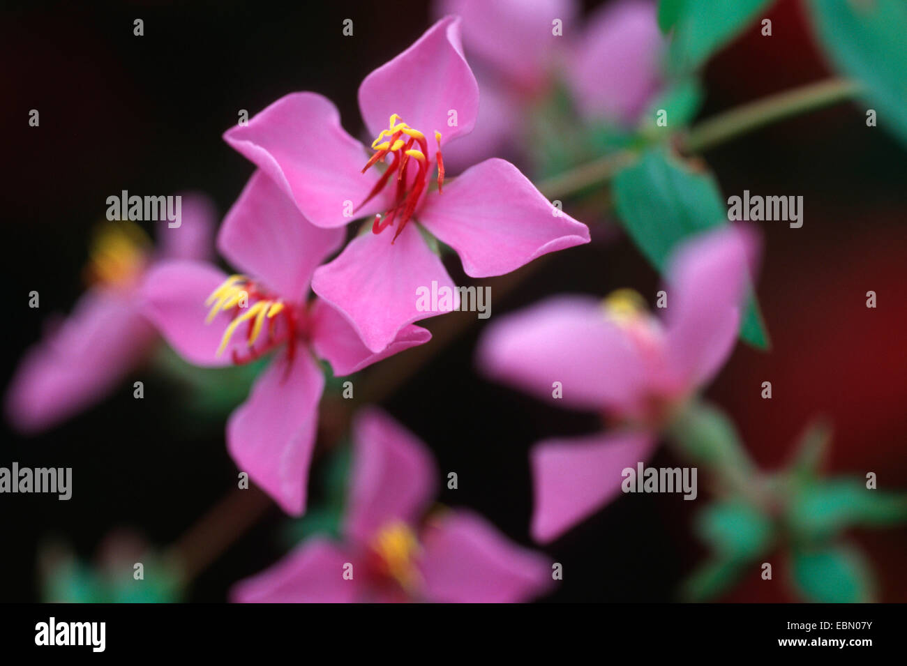 Monochaetum alpestre (Monochaetum alpestre), blooming Stock Photo