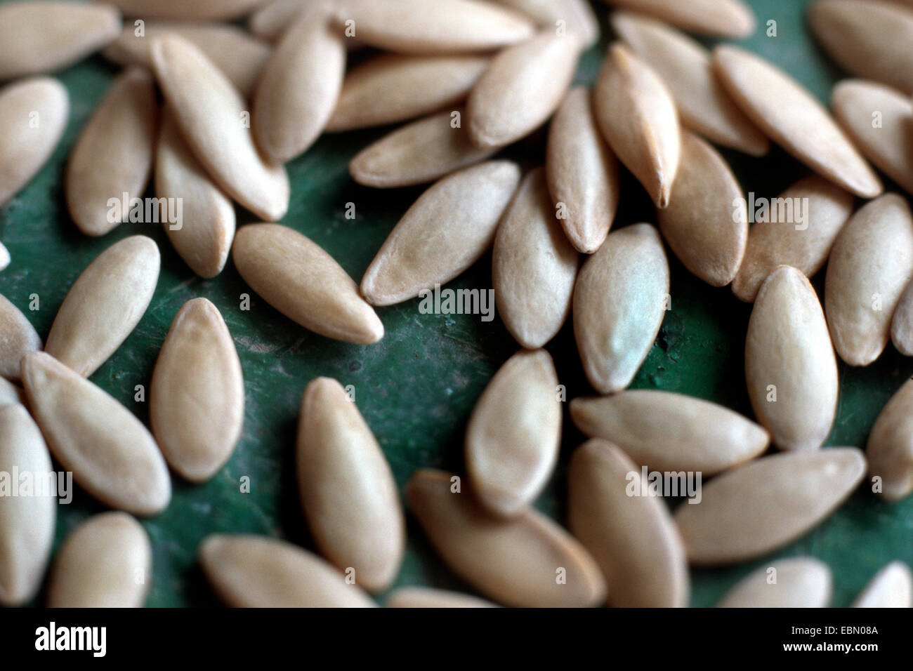 cucumber (Cucumis sativus), seeds Stock Photo Alamy