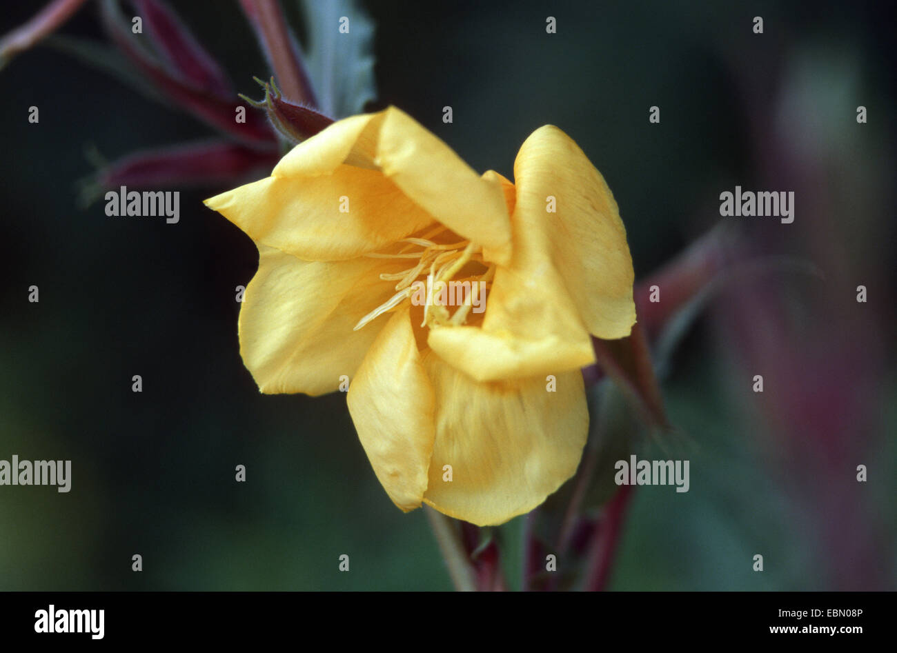 fragrant evening primrose (Oenothera odorata), flower Stock Photo