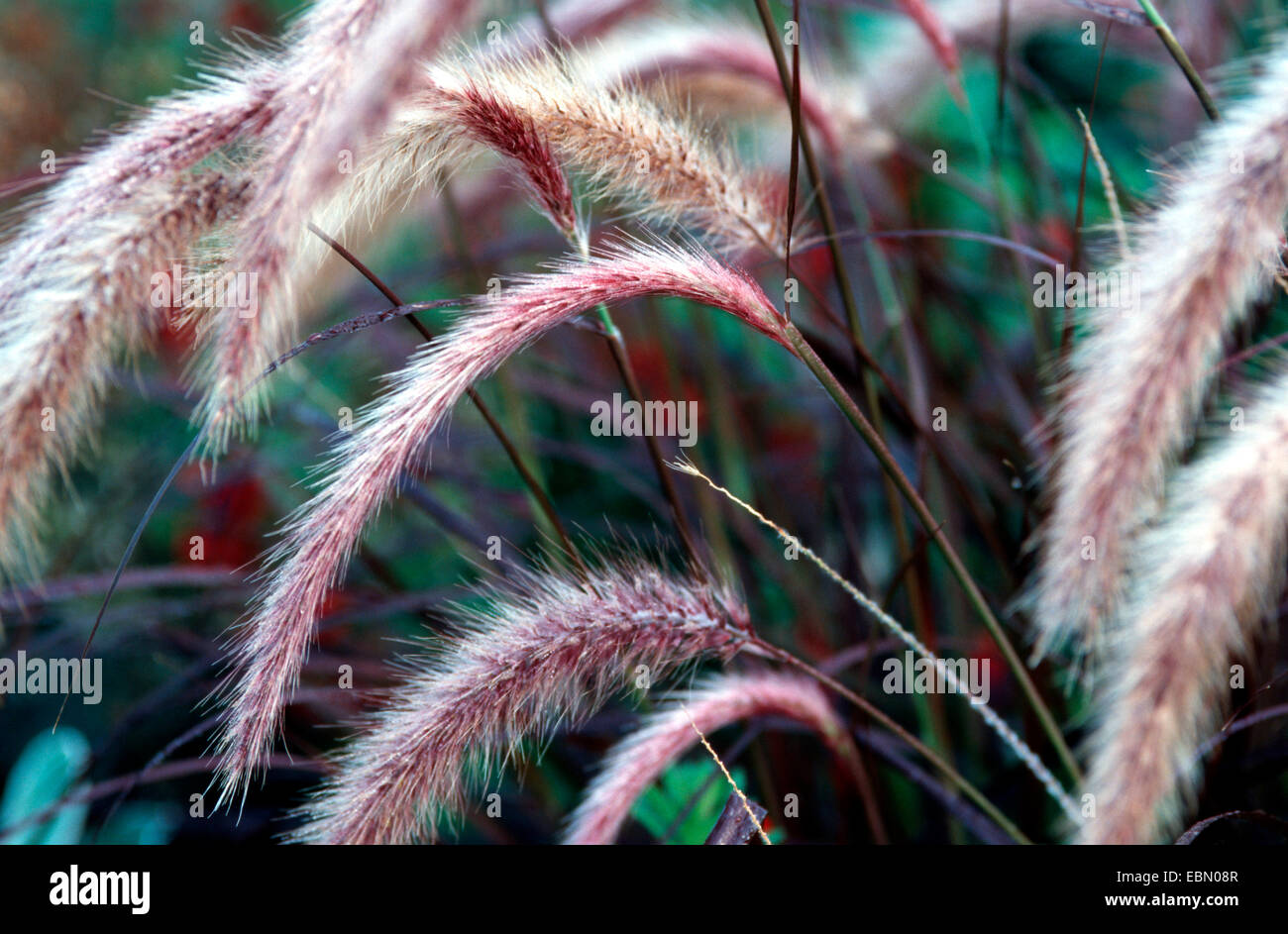 fountain grass, crimson fountaingrass (Pennisetum setaceum 'Rubrum', Pennisetum setaceum Rubrum), inflorescences Stock Photo