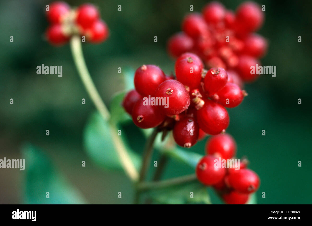 woodbine honeysuckle, English wild honeysuckle (Lonicera periclymenum