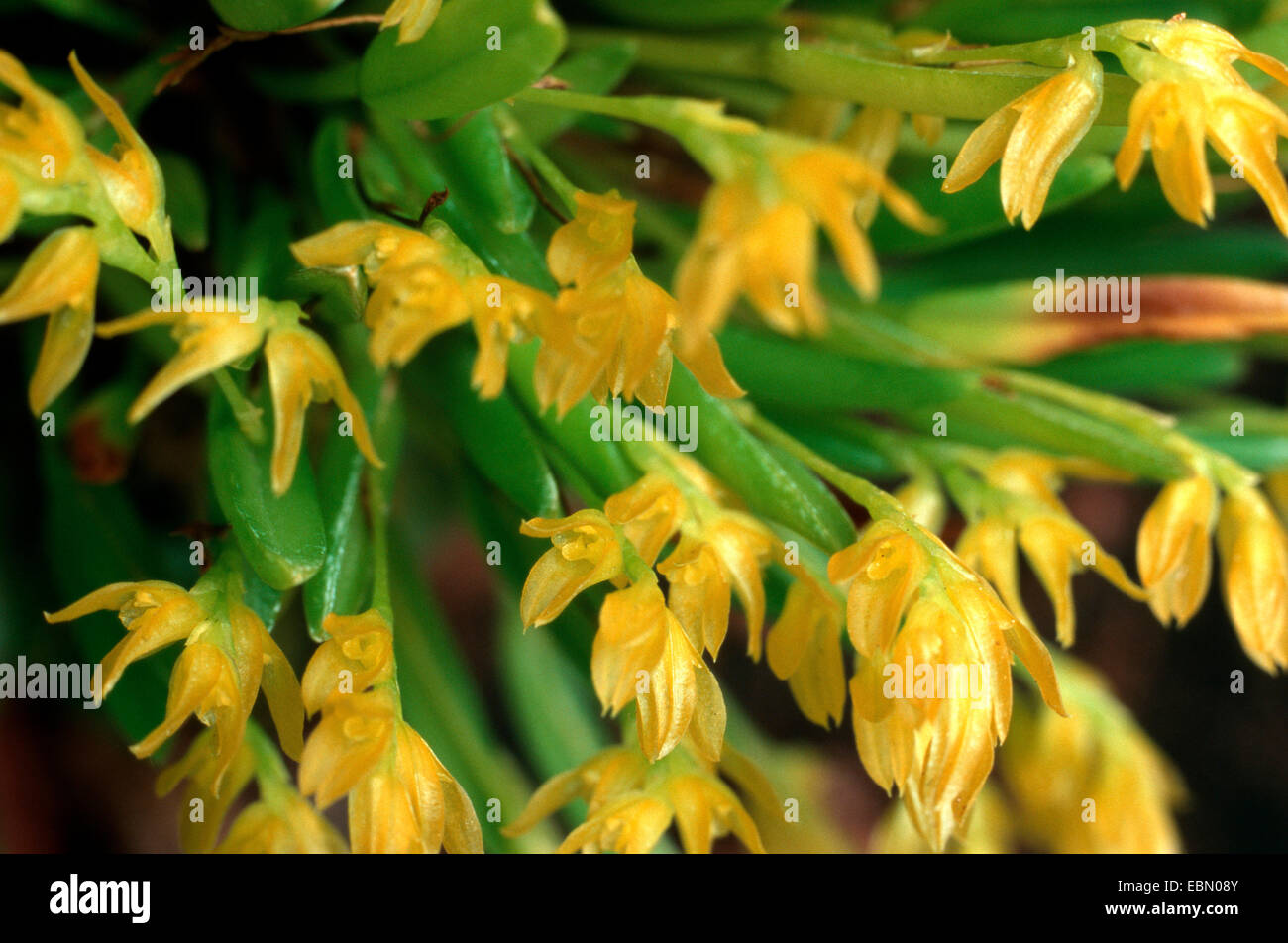 Pleurothallis (Pleurothallis sanderiana, Pleurothallis sanderana), blooming Stock Photo