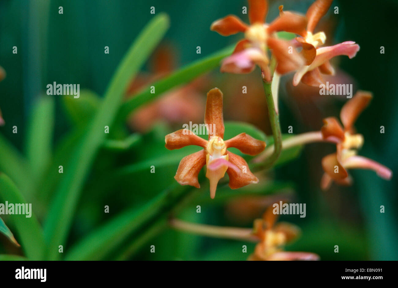 Vanda (Vanda testacea), blooming Stock Photo