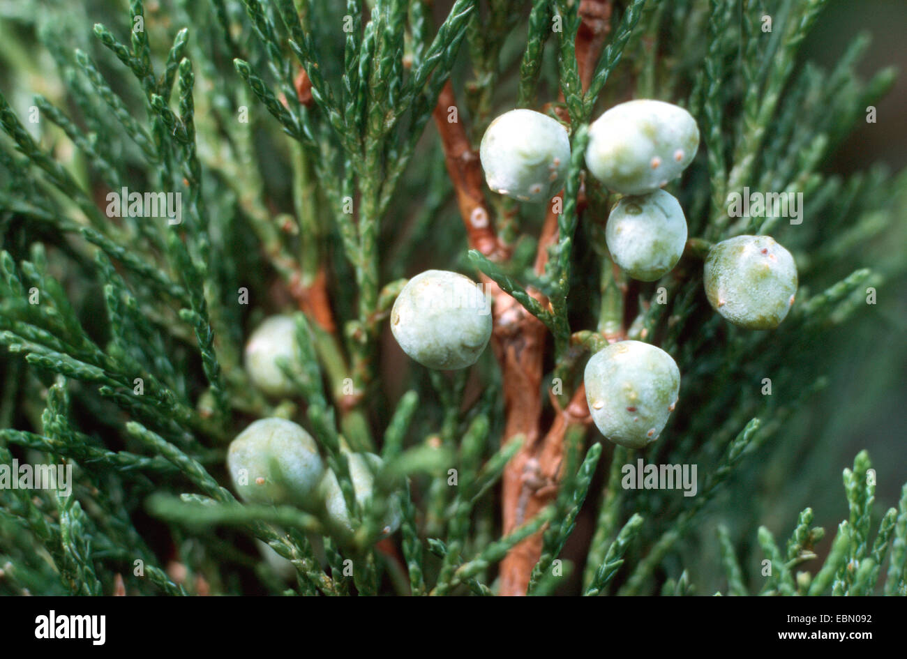 savine (Juniperus sabina), with fruits, Germany Stock Photo