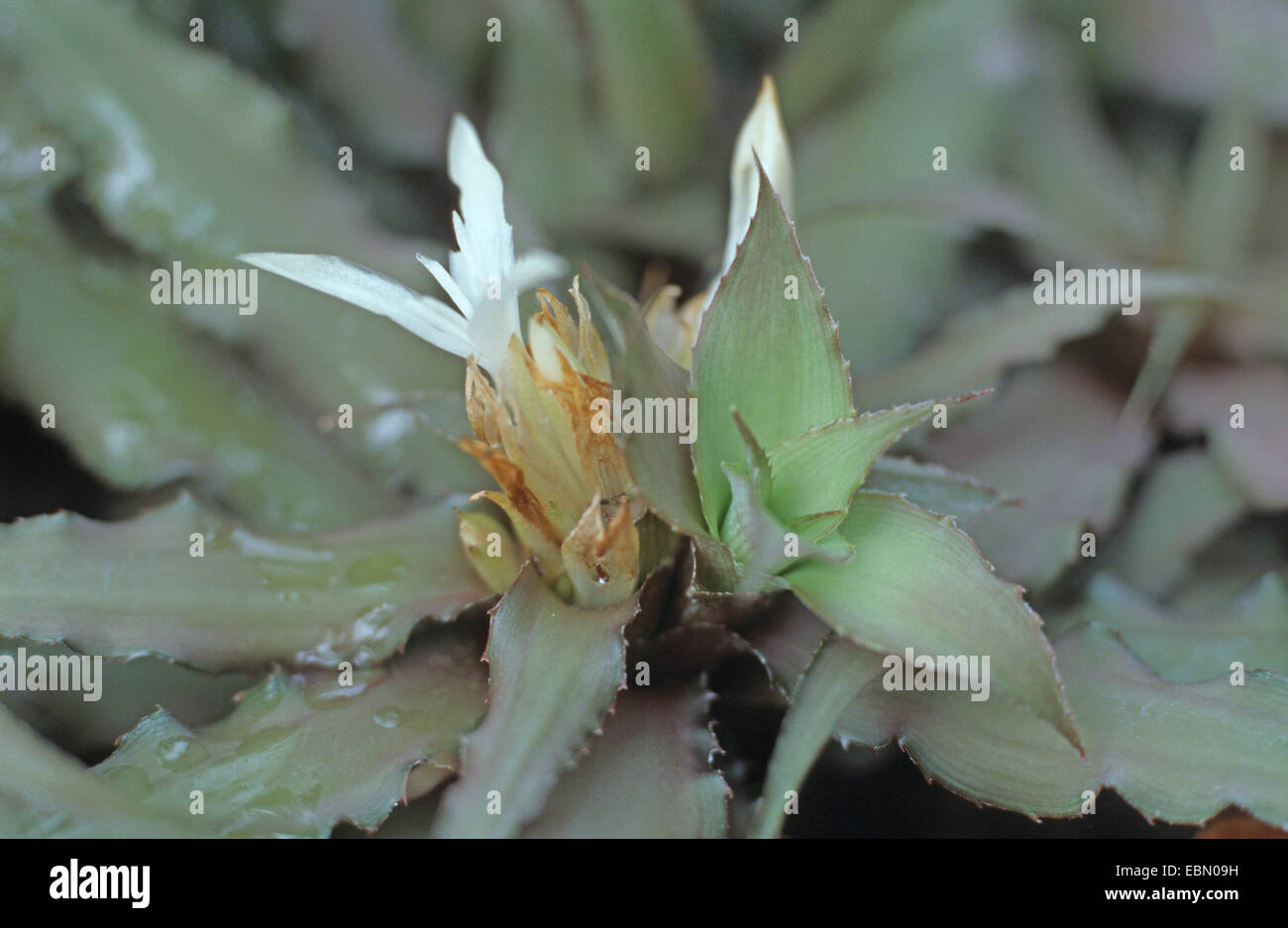 Cryptanthus acaulis (Cryptanthus acaulis 'Unicolor', Cryptanthus acaulis Unicolor), blooming Stock Photo