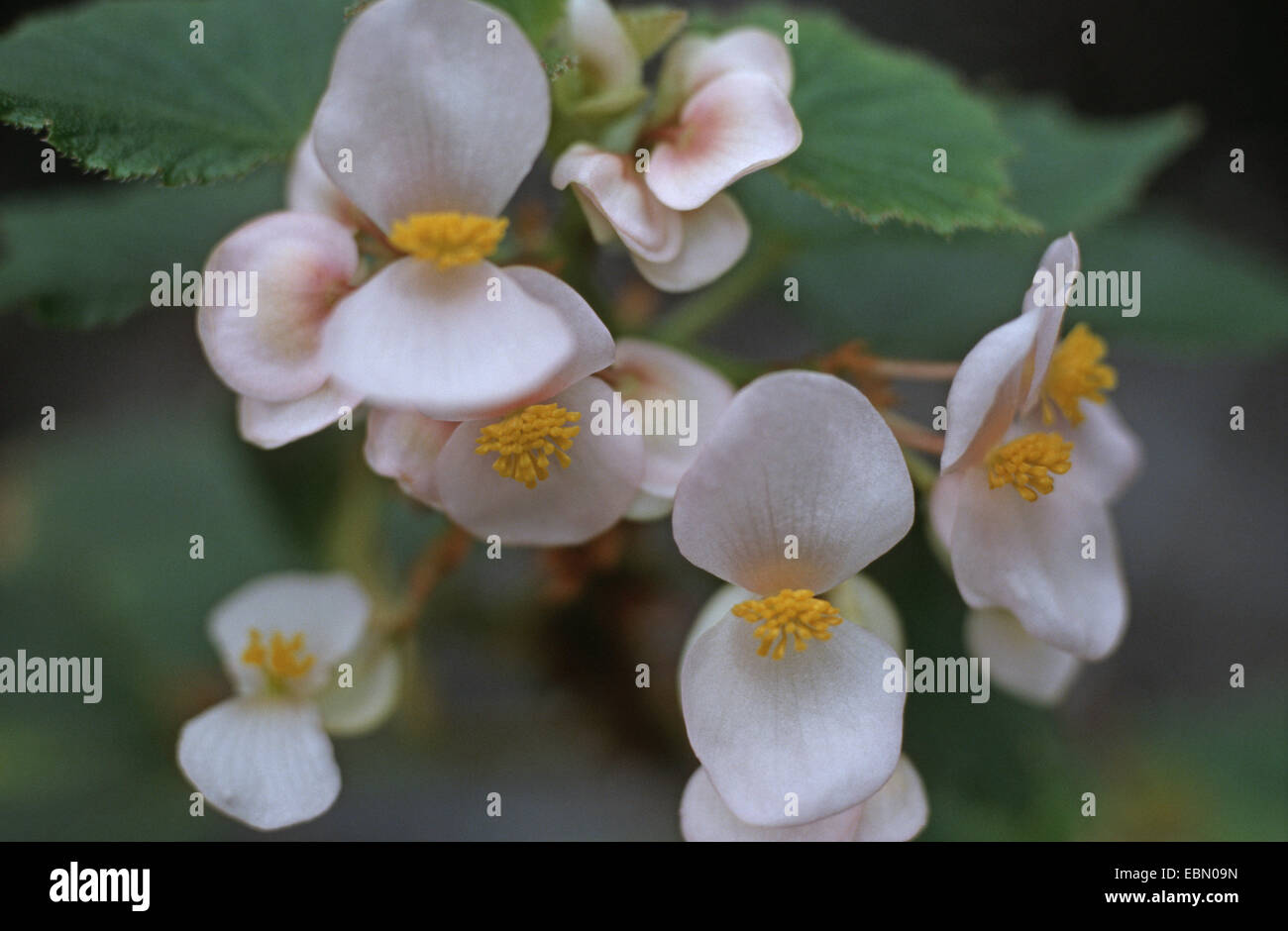 Begonia dipetala (Begonia dipetala), blooming Stock Photo