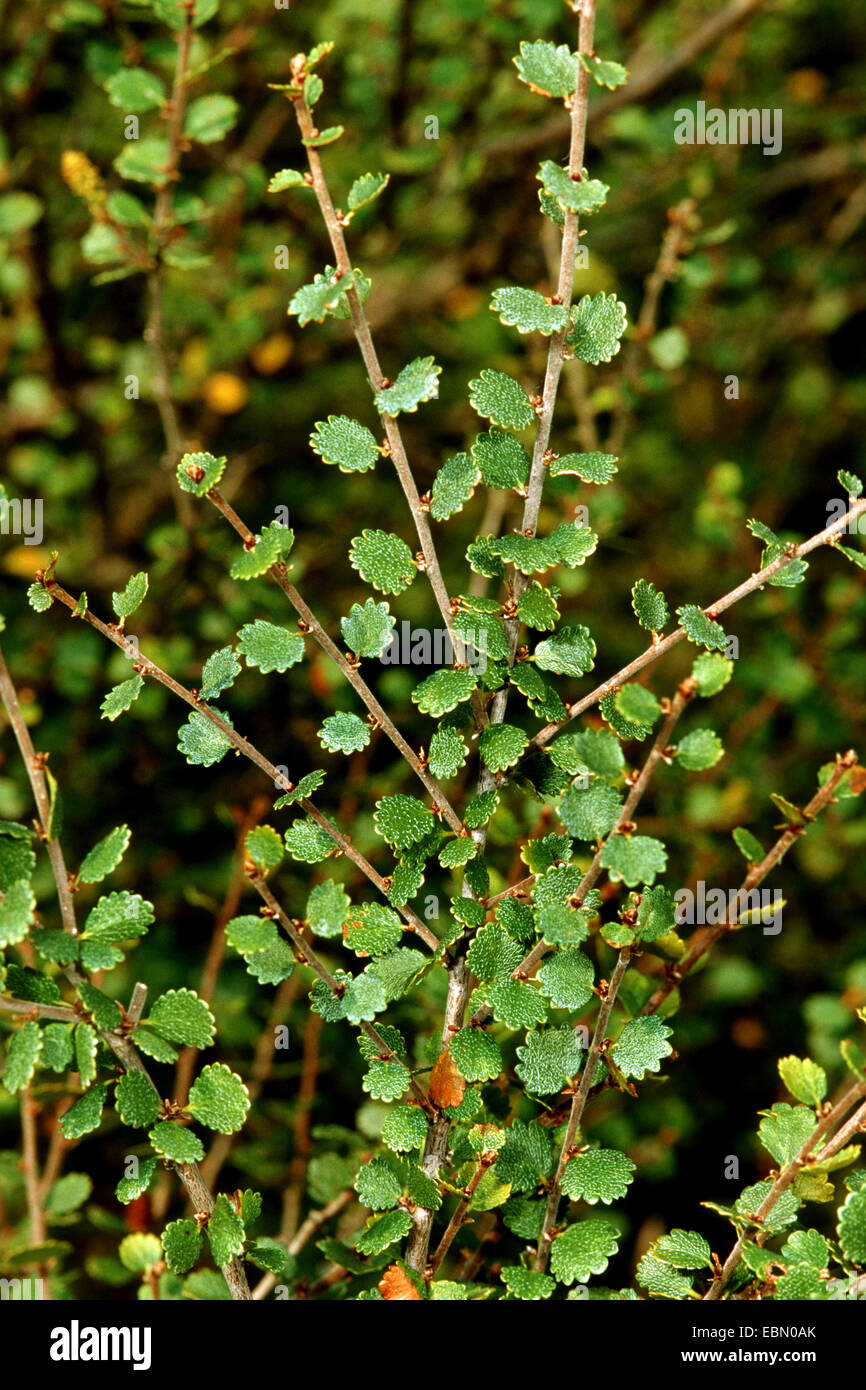 smooth dwarf birch (Betula nana), branches, Germany Stock Photo