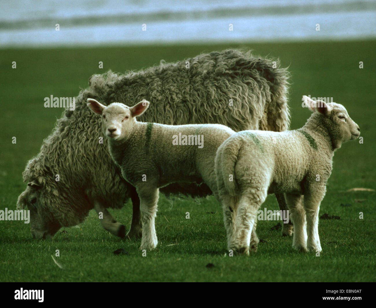 domestic sheep (Ovis ammon f. aries), breed of meat sheep, ewe with two lambs, Germany, Northern Frisia Stock Photo