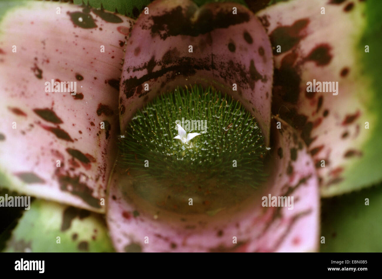 Neoregelia (Neoregelia concentrica), with flower Stock Photo