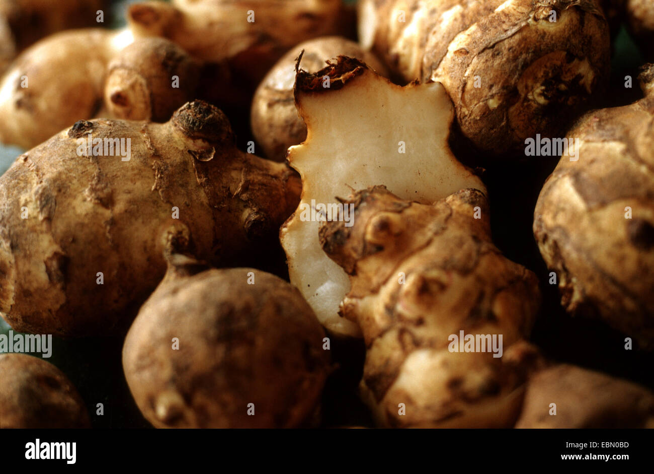 Jerusalem artichoke, Jerusalem artichoke, Sunroot, Sunchoke, Earth