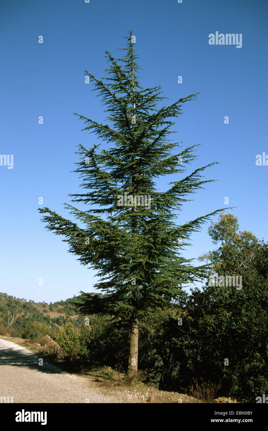 Cedar of Lebanon, Lebanon cedar (Cedrus libani, Cedrus libanotica
