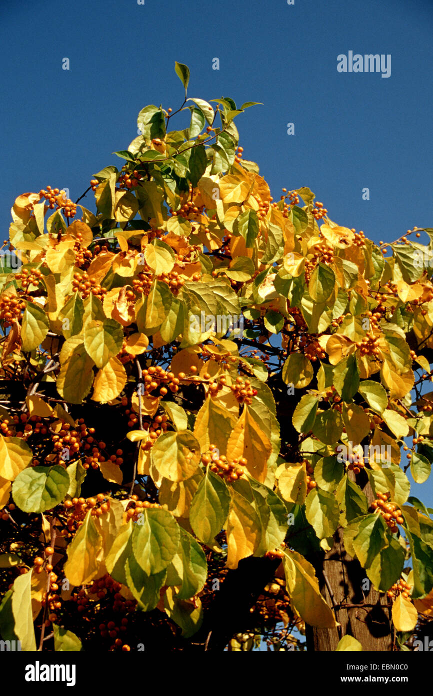 Oriental bittersweet, Asiatic bittersweet (Celastrus orbiculatus), fruiting branches in autumn Stock Photo