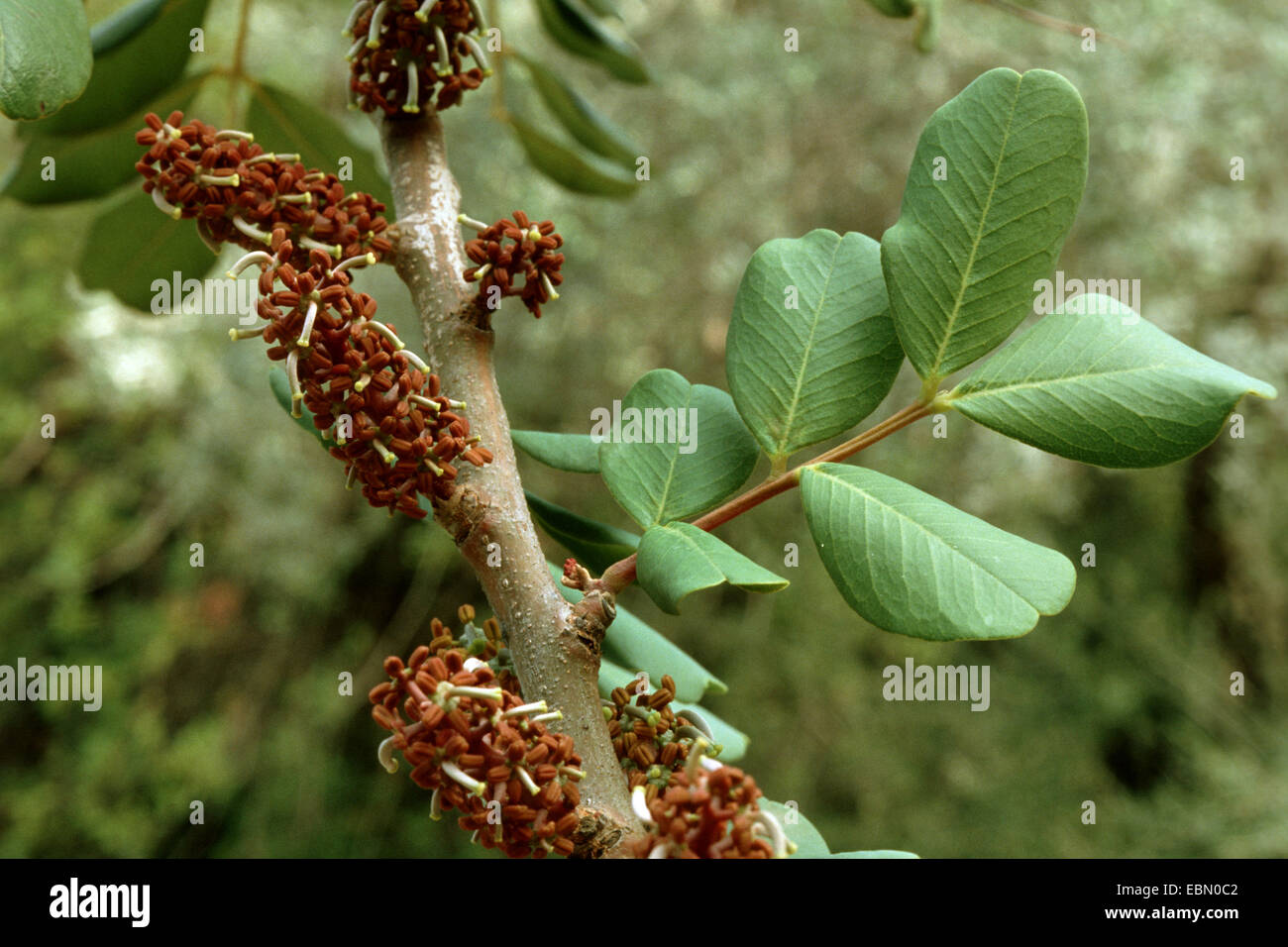 carob, carob bean, St. John's bread (Ceratonia siliqua), branch with