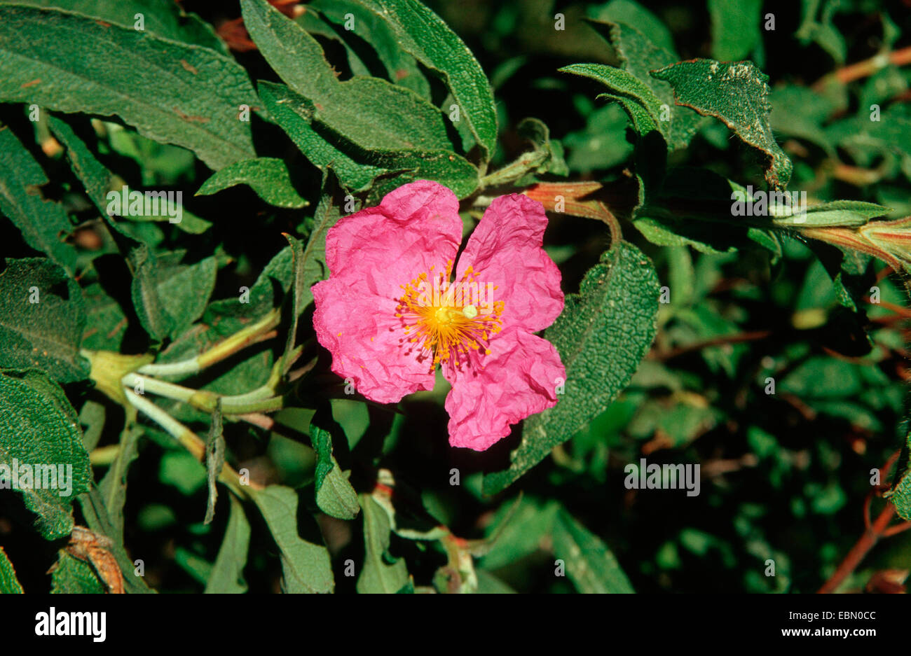Canary Island Rock Rose (Cistus symphytifolius), blooming, Canary Islands Stock Photo
