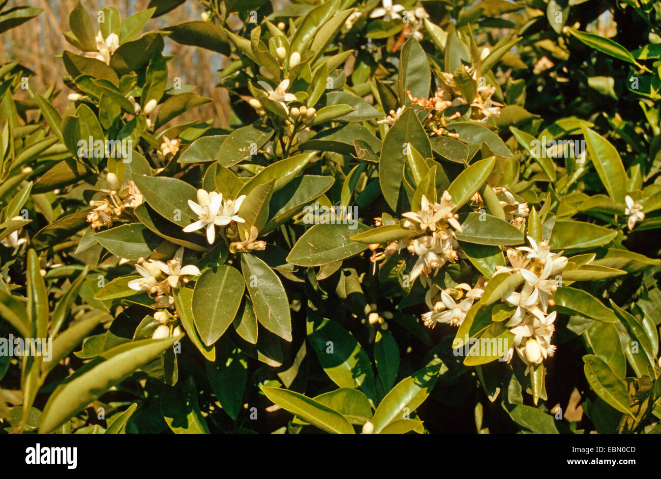 Orange tree (Citrus sinensis), blooming Stock Photo - Alamy