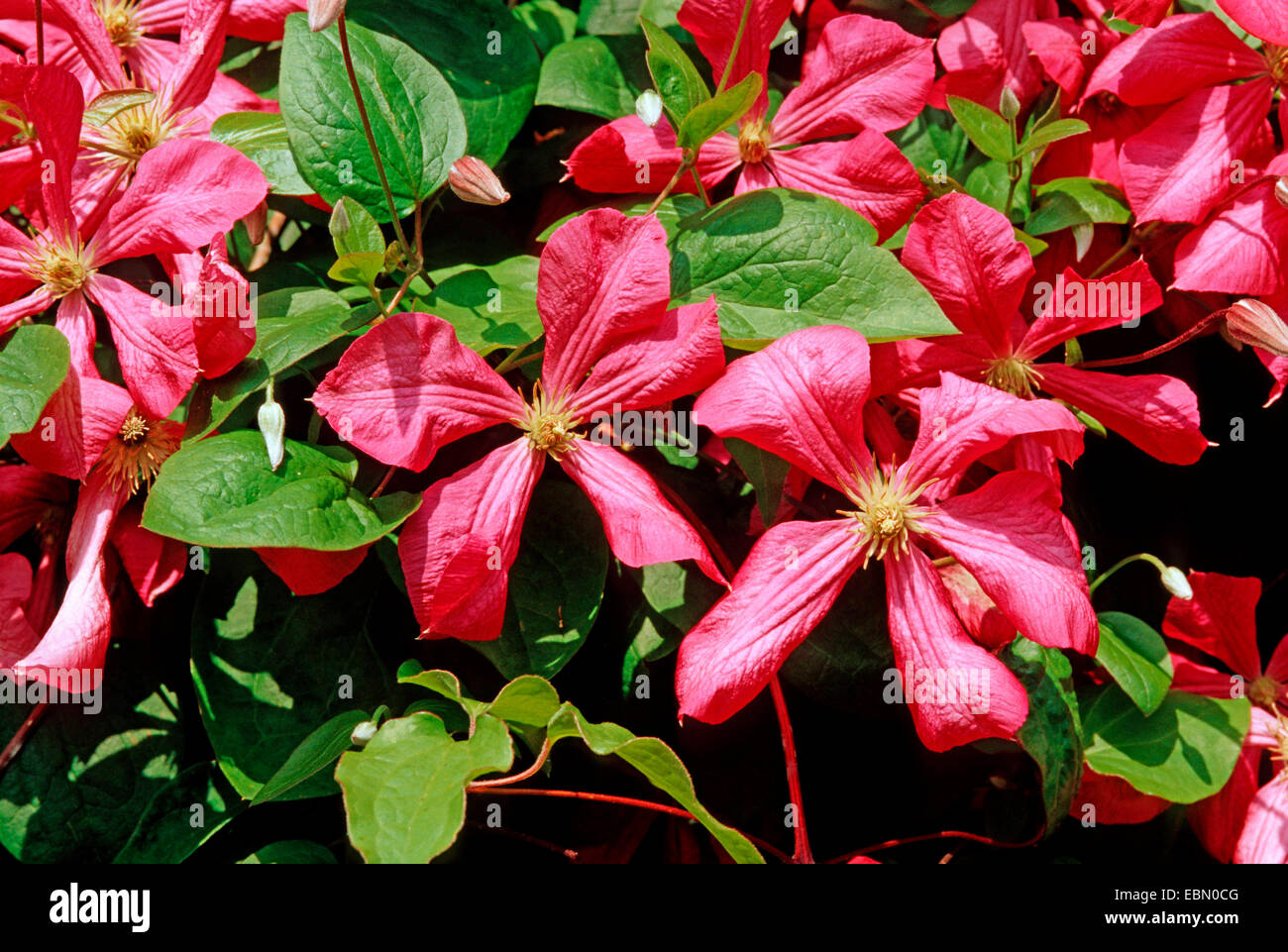 Bol de Ensalada 23 cm con estampado Flores Rojas Wild Clematis