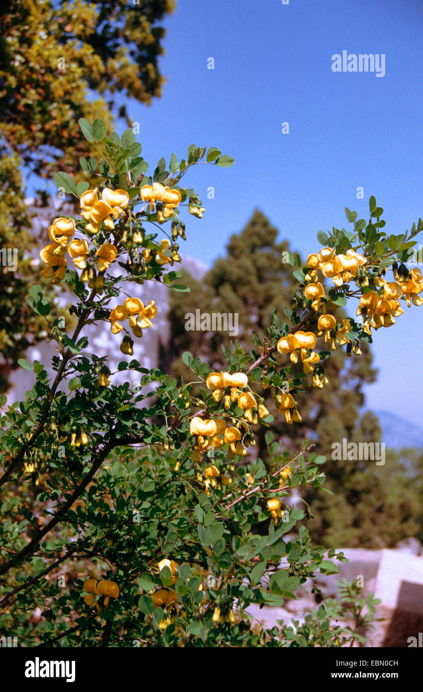 bladder senna, bladder-senna (Colutea arborescens), blooming Stock Photo