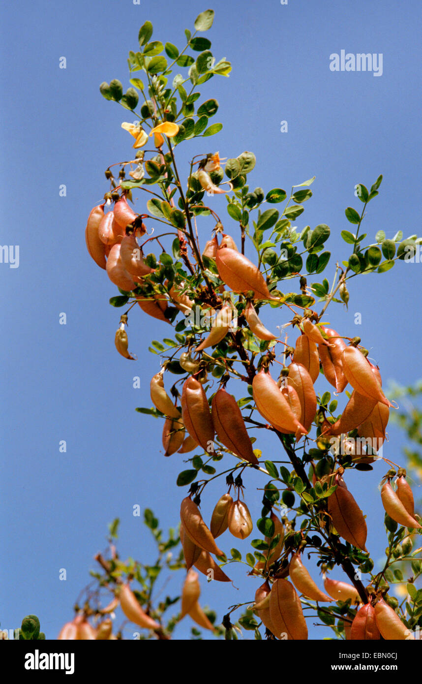 bladder senna, bladder-senna (Colutea arborescens), fruiting branch Stock Photo
