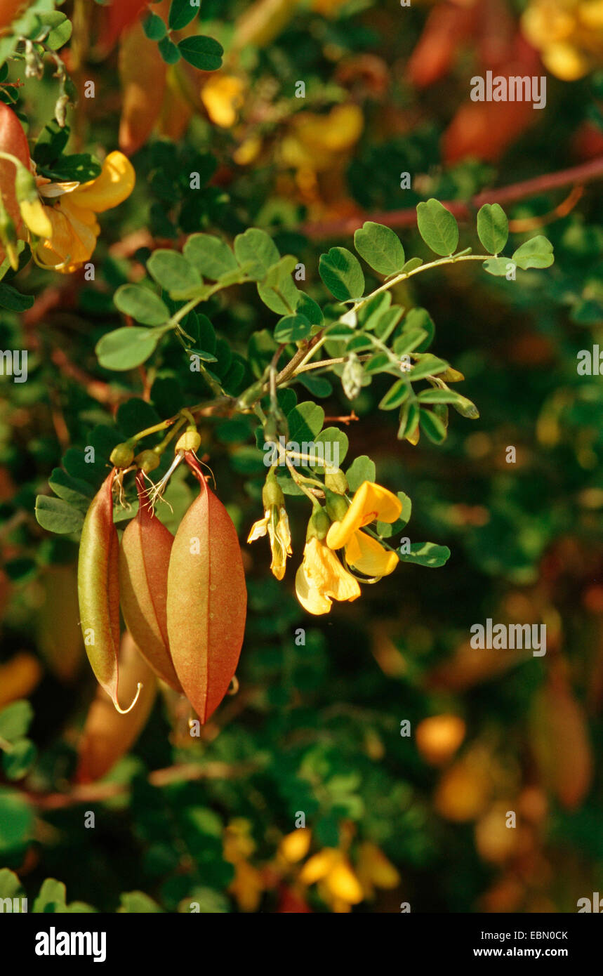 bladder senna, bladder-senna (Colutea arborescens), branch with fruits and flowers, Germany Stock Photo