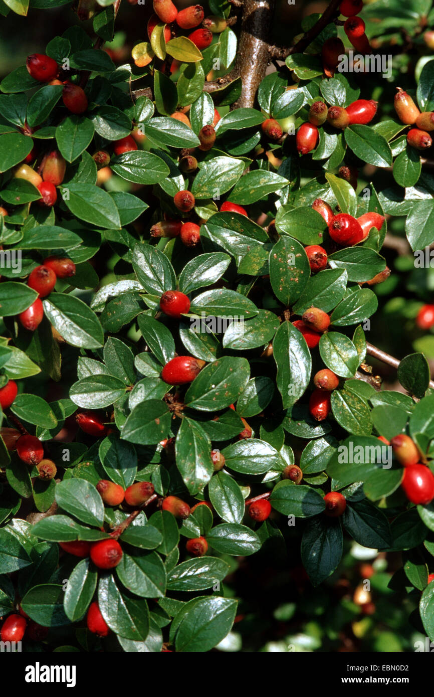 Cotoneaster divaricatus (Cotoneaster divaricatus), fruiting Stock Photo