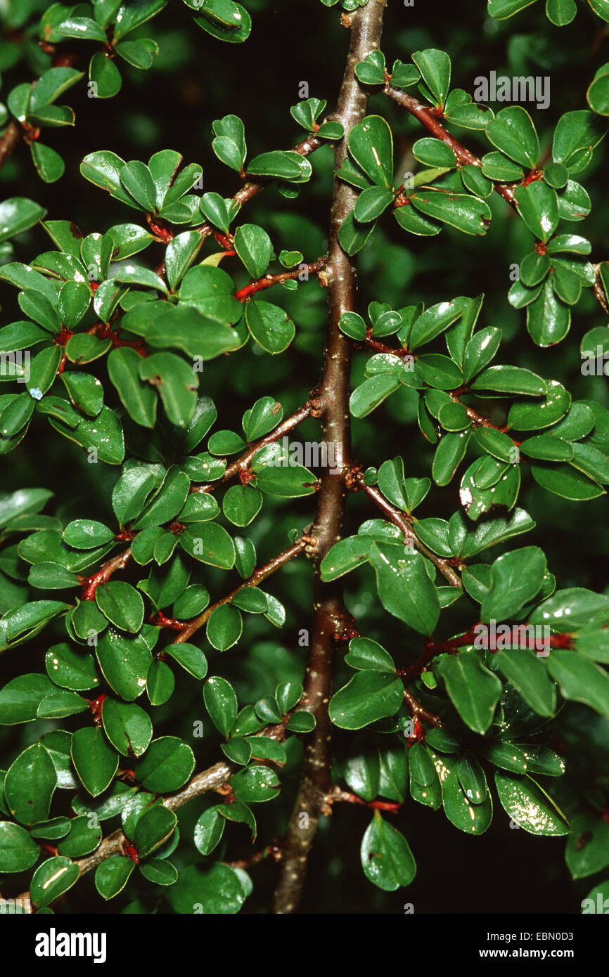 Rockspray Cotoneaster (Cotoneaster microphyllus), branch Stock Photo