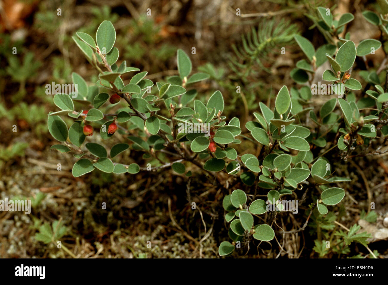 Hairy Cotoneaster (Cotoneaster tomentosus), branches with fruits Stock Photo