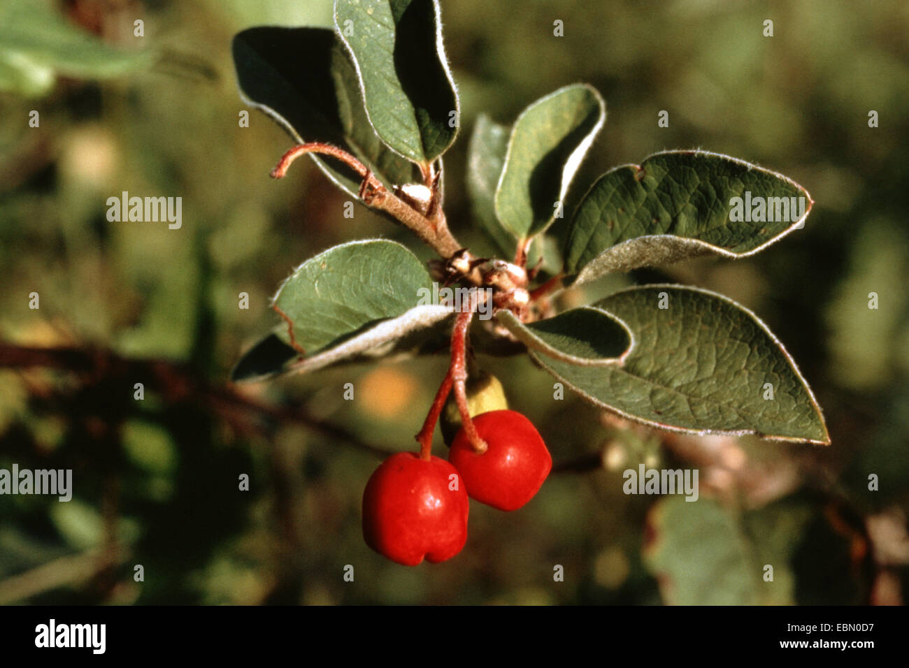Hairy Cotoneaster (Cotoneaster tomentosus), branch with fruits Stock Photo