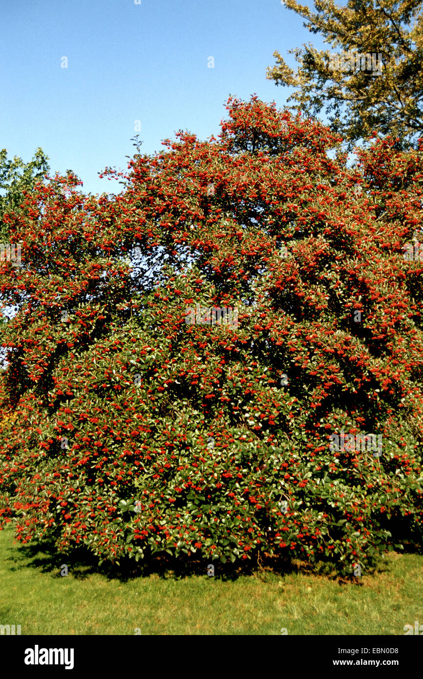 cockspur hawthorn (Crataegus crus-galli), fruiting Stock Photo