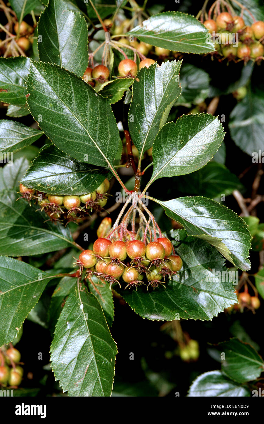 cockspur hawthorn (Crataegus crus-galli), branch with immature fruits Stock Photo