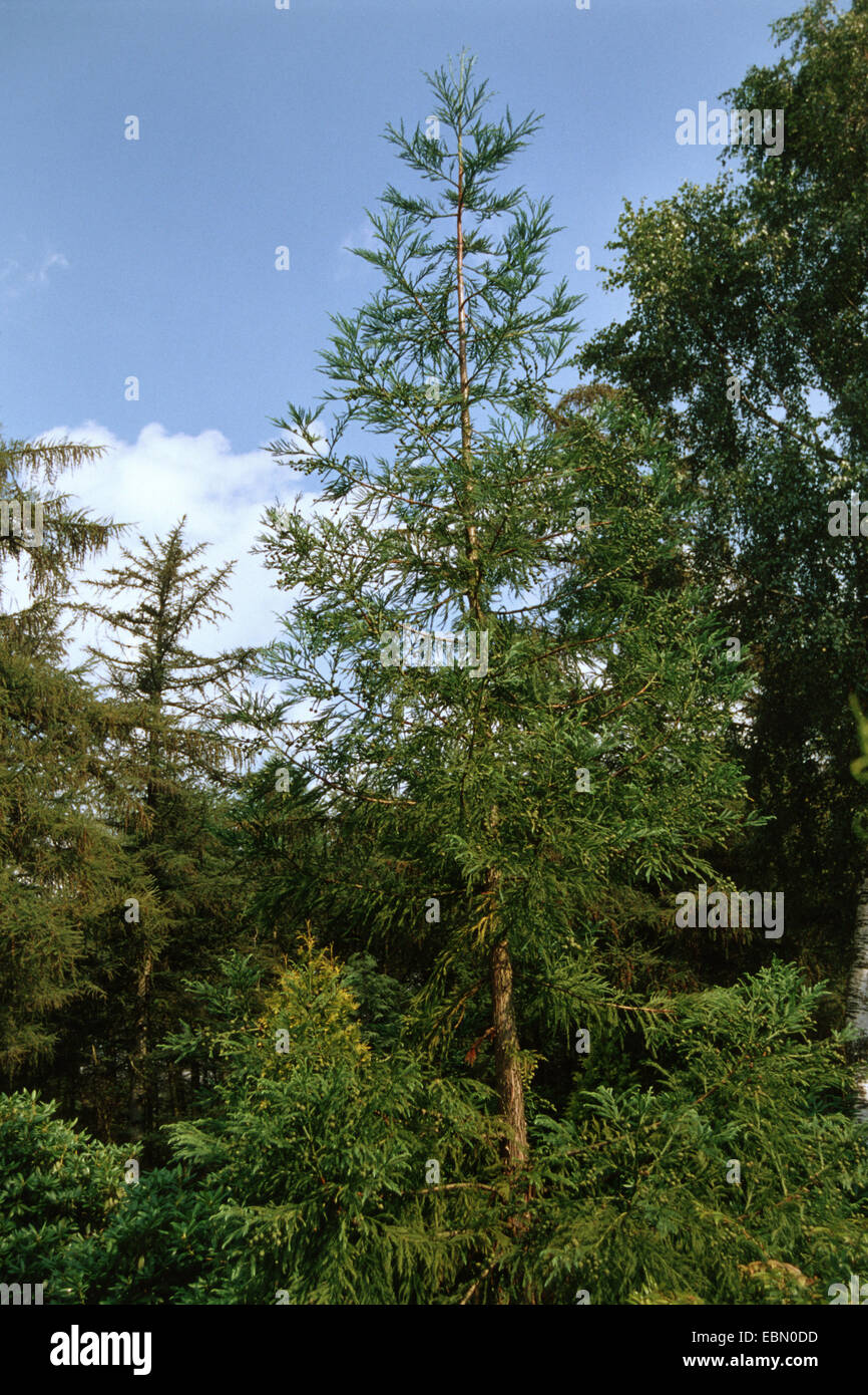 Japanese cedar (Cryptomeria japonica), single tree Stock Photo