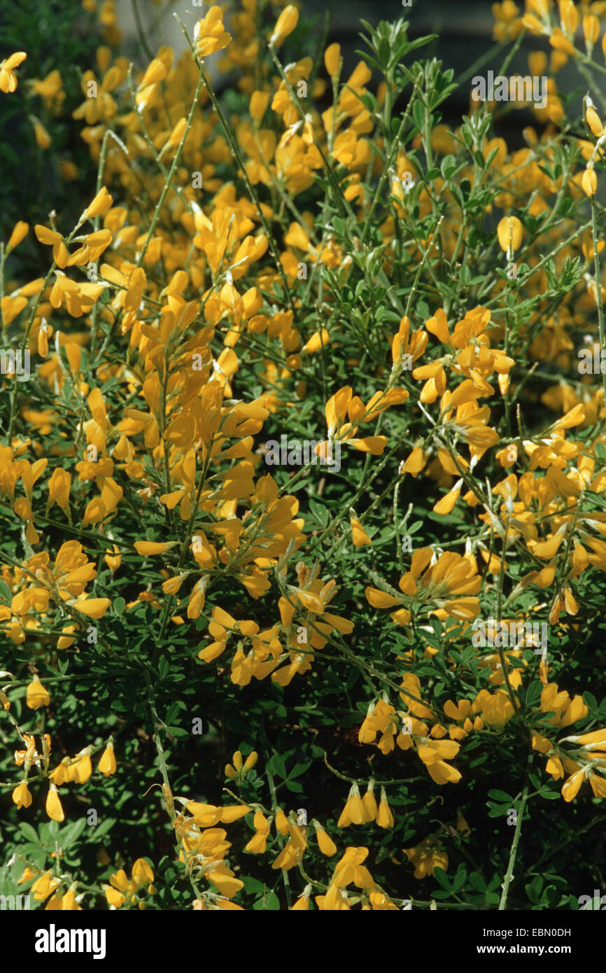 Canary broom, genista, Florist's Genista (Teline canariensis, Cytisus canariensis, Genista canariensis), blooming bush Stock Photo