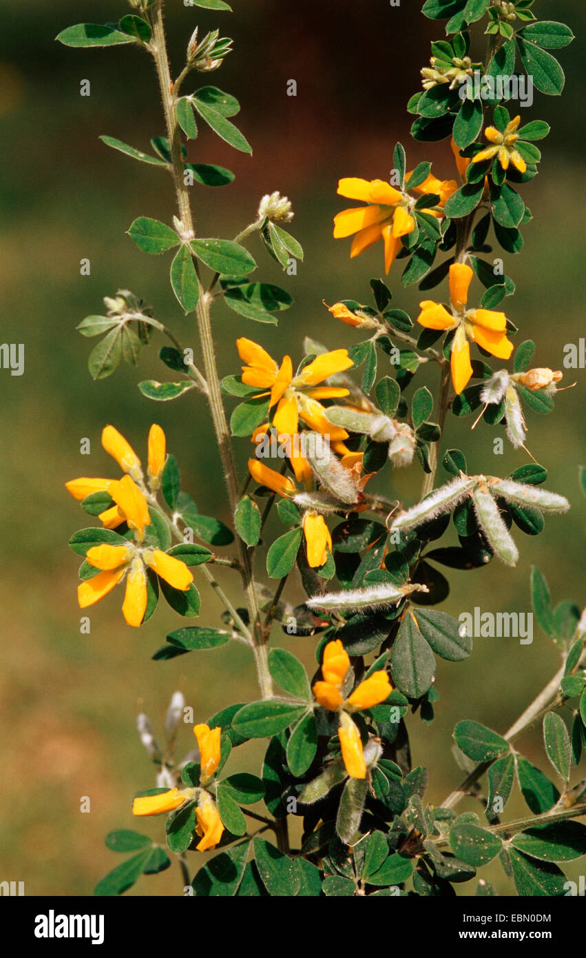 Cytisus villosus (Cytisus villosus, Cytisus triflorus, Cytisus triflora), blooming branches Stock Photo