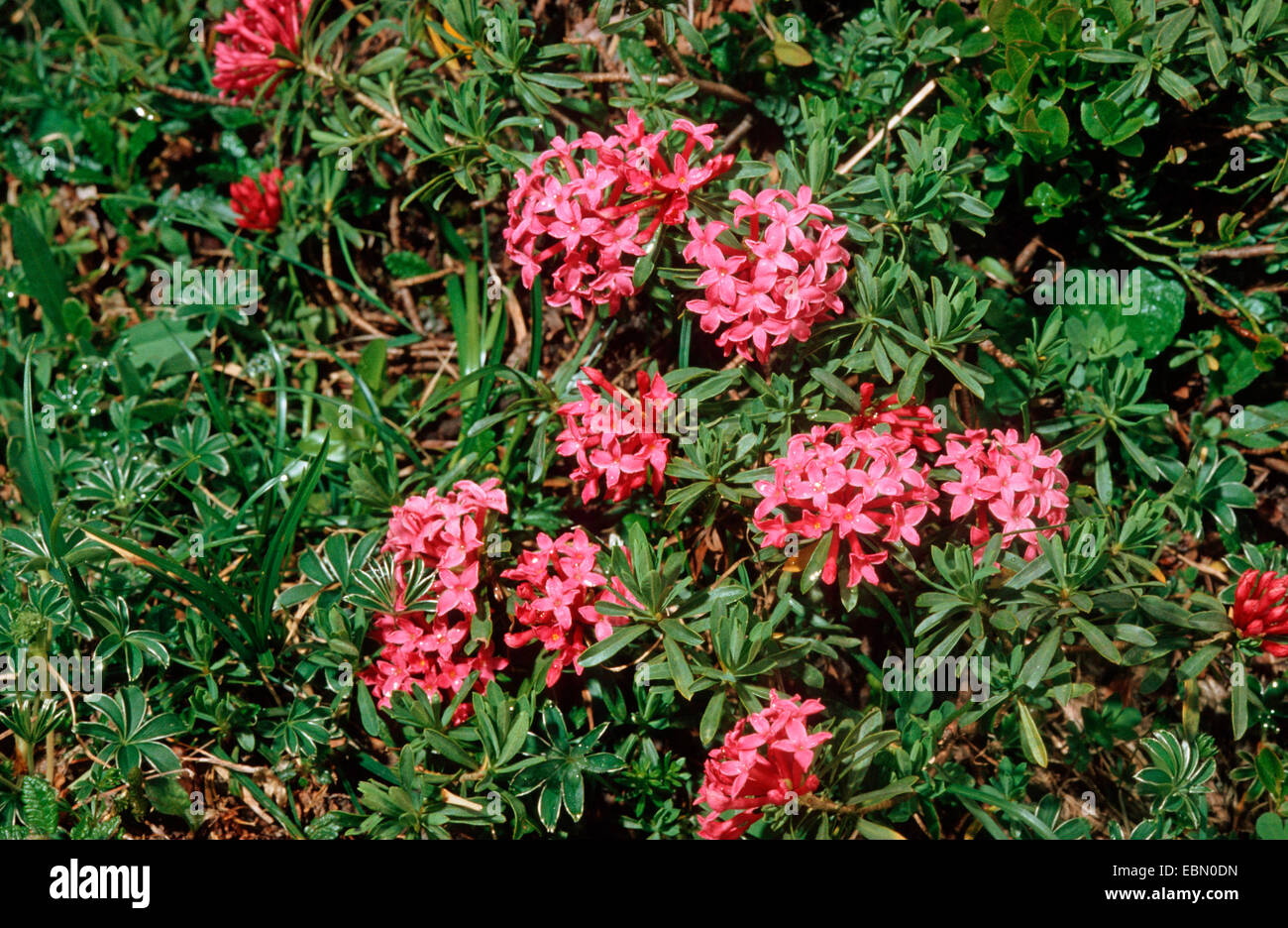 Garland flower daphne cneorum hires stock photography and images Alamy