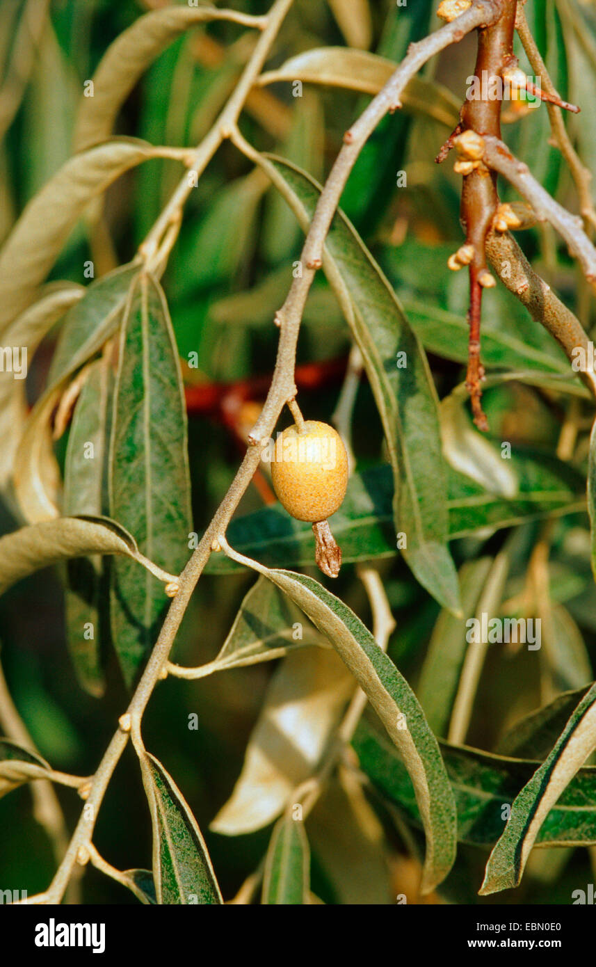Russian olive tree hires stock photography and images Alamy